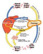 Figure illustrating pancreatic function