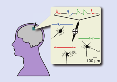 The electrical signal recorded from a microelectrode is the sum of the postsynaptic and action-potential activity of many neurons in the surrounding area.