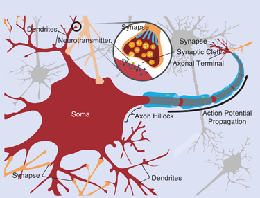 Diagram of a neuron.