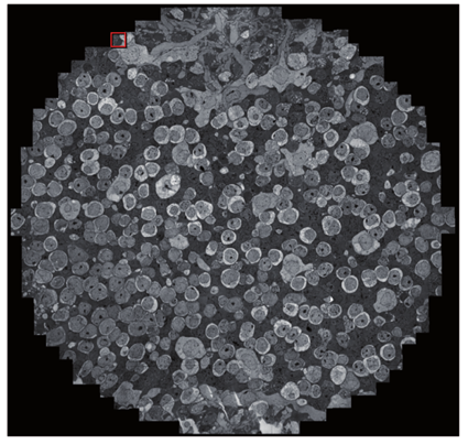 One section from the 342-section 3D electron microscopy retina connectome dataset. Each section is a mosaic of approximately 1,000 image tiles that are each 4,096 X 4,096 pixels. The inplane resolution is 2.18 pixels per nanometer and the section thickness is 90 nm. The full 3D connectome dataset is 16.5 terabytes.