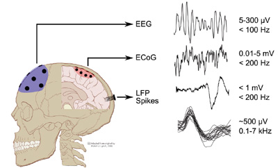 Figure 3: Different signals from the brain, from macroscopic, namely EEG and ECoG, to microscopic signals, namely local field potentials, LFPs, and action potentials or spikes. (Courtesy Dr. M. Mollazadeh).