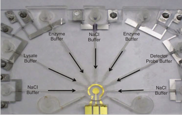 The configuration of the universal electrode array for implementing the electrochemical assay for bacterial 16S rRNA. 