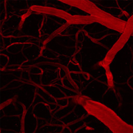 Figure 1: Two photon imaging also allows us to see the brain’s microvasculature. This helps to advance our understanding of stroke and dementia, as the healthy operation of neural circuits is critically contingent upon this network of tiny blood vessels in the brain.