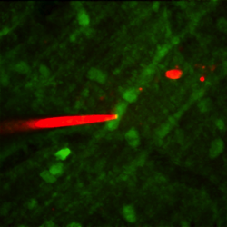 Figure 2: This image shows an electrophysiological recording (pipette filled with red dye) being made under the guidance of a two-photon microscope from the dendrites of a cerebellar Purkinje cell stained with green fluorescent dye.