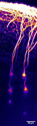 Figure 3: This image shows pyramidal neurons in layer 5 of the mouse cortex, imaged in a living brain. 